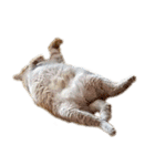 落ちている猫（個別スタンプ：11）