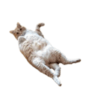落ちている猫（個別スタンプ：12）