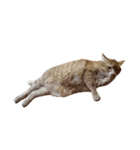 落ちている猫（個別スタンプ：13）