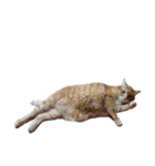 落ちている猫（個別スタンプ：14）