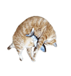 落ちている猫（個別スタンプ：16）