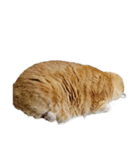 落ちている猫（個別スタンプ：17）