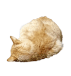 落ちている猫（個別スタンプ：18）