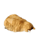 落ちている猫（個別スタンプ：19）