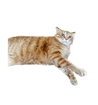 落ちている猫（個別スタンプ：22）