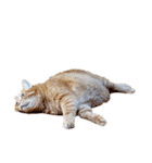落ちている猫（個別スタンプ：24）
