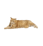 落ちている猫（個別スタンプ：25）