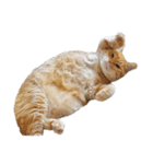 落ちている猫（個別スタンプ：27）