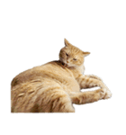 落ちている猫（個別スタンプ：29）