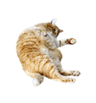 落ちている猫（個別スタンプ：30）