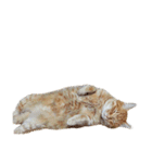 落ちている猫（個別スタンプ：31）