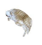 落ちている猫（個別スタンプ：34）