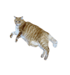 落ちている猫（個別スタンプ：35）
