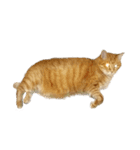 落ちている猫（個別スタンプ：36）
