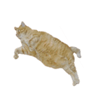 落ちている猫（個別スタンプ：37）