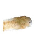 落ちている猫（個別スタンプ：39）