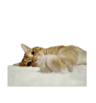落ちている猫（個別スタンプ：40）