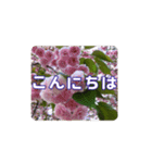 さくらのグリーティングスタンプ（個別スタンプ：2）