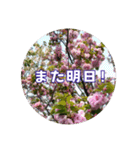さくらのグリーティングスタンプ（個別スタンプ：5）