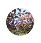 さくらのグリーティングスタンプ（個別スタンプ：10）