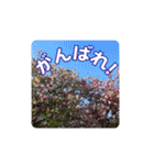 さくらのグリーティングスタンプ（個別スタンプ：11）