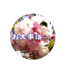 さくらのグリーティングスタンプ（個別スタンプ：12）