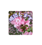 さくらのグリーティングスタンプ（個別スタンプ：14）