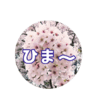 さくらのグリーティングスタンプ（個別スタンプ：26）
