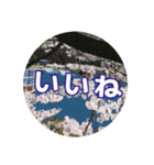 さくらのグリーティングスタンプ（個別スタンプ：31）