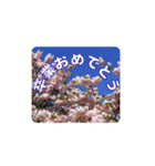さくらのグリーティングスタンプ（個別スタンプ：32）