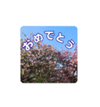 さくらのグリーティングスタンプ（個別スタンプ：34）