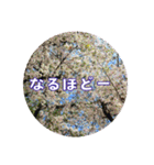 さくらのグリーティングスタンプ（個別スタンプ：35）