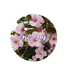 さくらのグリーティングスタンプ（個別スタンプ：37）
