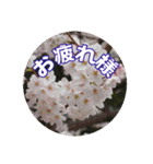 さくらのグリーティングスタンプ（個別スタンプ：40）