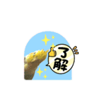 オカメインコきいちゃんの日常会話②（個別スタンプ：2）