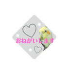 オカメインコきいちゃんの日常会話②（個別スタンプ：3）