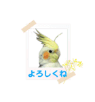 オカメインコきいちゃんの日常会話②（個別スタンプ：4）