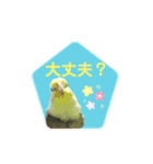 オカメインコきいちゃんの日常会話②（個別スタンプ：5）