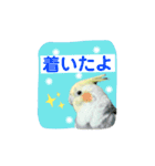 オカメインコきいちゃんの日常会話②（個別スタンプ：6）