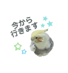 オカメインコきいちゃんの日常会話②（個別スタンプ：7）