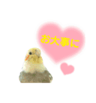 オカメインコきいちゃんの日常会話②（個別スタンプ：8）