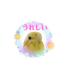 オカメインコきいちゃんの日常会話②（個別スタンプ：9）