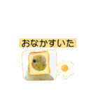 オカメインコきいちゃんの日常会話②（個別スタンプ：11）