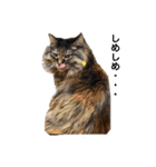 もふねこららぴ（個別スタンプ：1）
