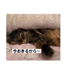 もふねこららぴ（個別スタンプ：4）