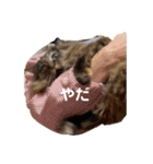 もふねこららぴ（個別スタンプ：5）