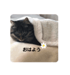 もふねこららぴ（個別スタンプ：9）