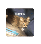 もふねこららぴ（個別スタンプ：11）