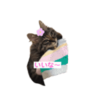 もふねこららぴ（個別スタンプ：12）
