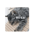 もふねこららぴ（個別スタンプ：13）